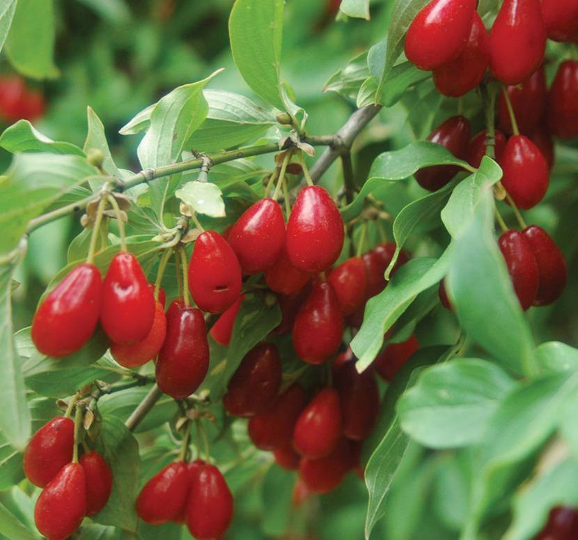 Kalbini seven bol bol yesin. Doğal kan sulandırıcı - Resim: 4